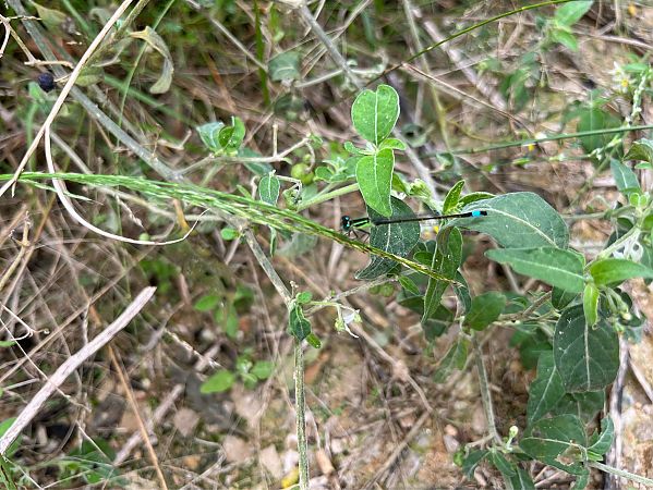 Ischnure élégante  - Núria Batllori