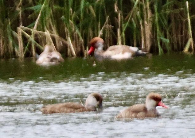 Kolbenente  - Wolfram Eberstein