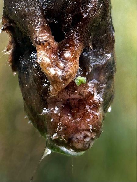 Souris domestique (M.m.domesticus)  - Roman Monnier