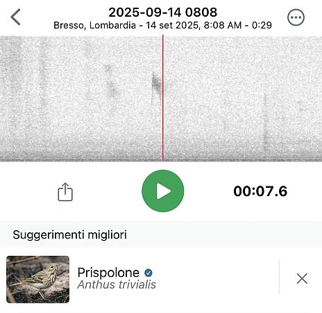 Prispolone  - Maria Rita Gelso