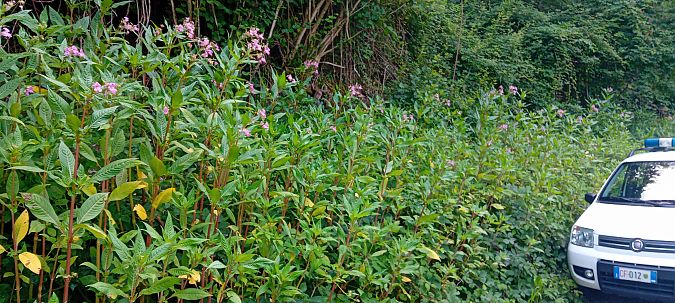 Impatiens glandulifera  - Maria Teresa Cernoia (FVG)