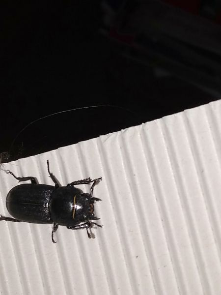 Lucanus tetraodon  - Sara Stella (FVG)