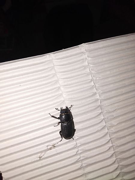 Lucanus tetraodon  - Sara Stella (FVG)