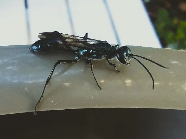 Hymenoptera sp.  - Dimitri Marrone