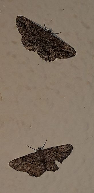 Peribatodes rhomboidaria  - Michele Cento