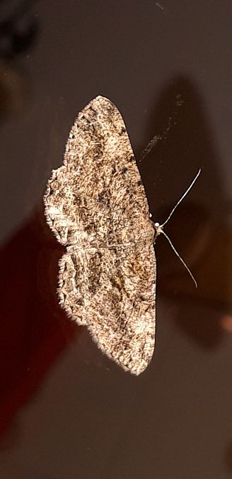 Peribatodes rhomboidaria  - Michele Cento