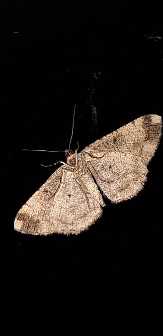 Peribatodes rhomboidaria  - Michele Cento