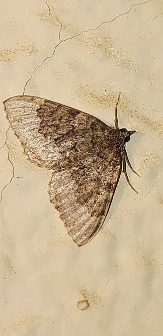 Colostygia olivata  - Michele Cento