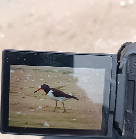 Eurasian Oystercatcher  - Piotr Gałęziowski
