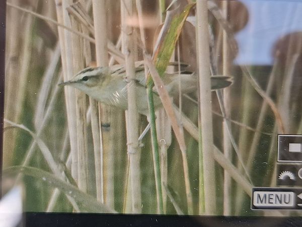 Sedge Warbler  - Tomasz Doroń