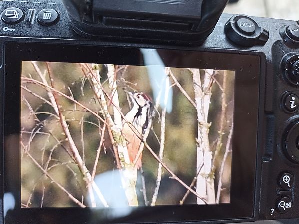 White-backed Woodpecker  - Oliwier Myka
