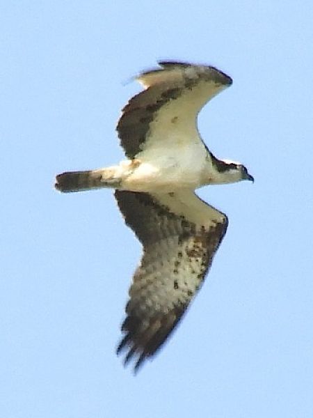 Falco pescatore  - Massimo Tassinari
