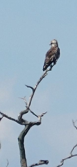 Short-toed Snake Eagle  - Christine Ludwig