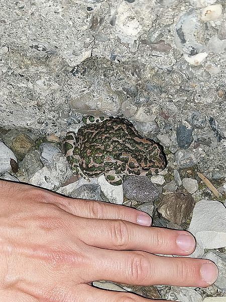 Rospo smeraldino (tutte le specie)  - Giulio Polo (FVG)