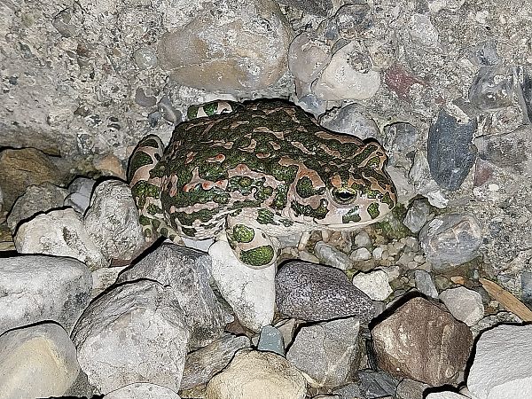 Rospo smeraldino (tutte le specie)  - Giulio Polo (FVG)