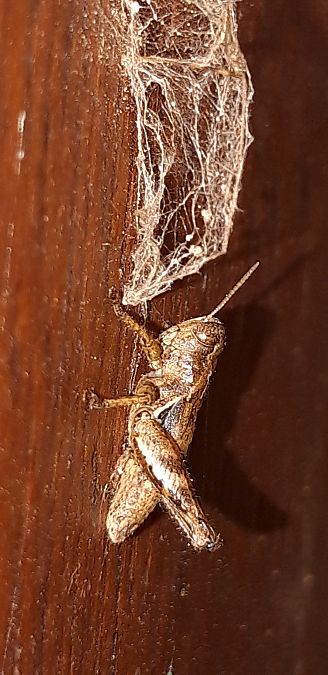 Pezotettix giornae  - Michele Cento
