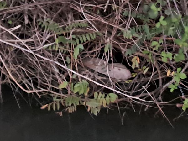 Nutria  - Matteo Giraldi (FVG)