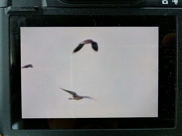 Pratincole, unidentified  - Piotr Kosidło