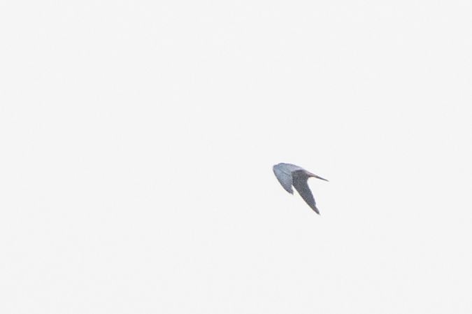 Red-footed Falcon  - Piotr Kosidło