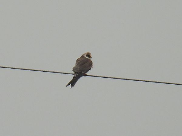 kobczyk  - Kacper Mikulski