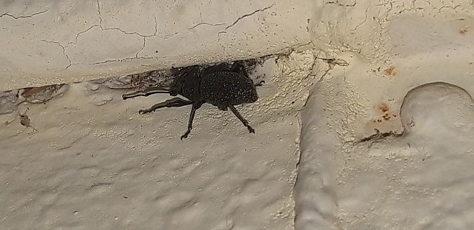 Otiorhynchus sulcatus  - Michele Cento