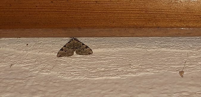 Colostygia pectinataria  - Michele Cento