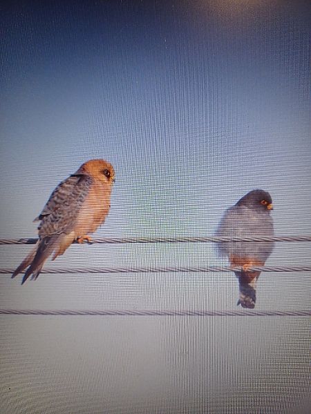 Red-footed Falcon  - Maria Huryń