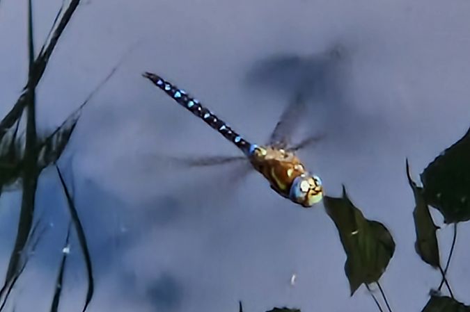 Aeshna mixta  - Ivan Chiandetti