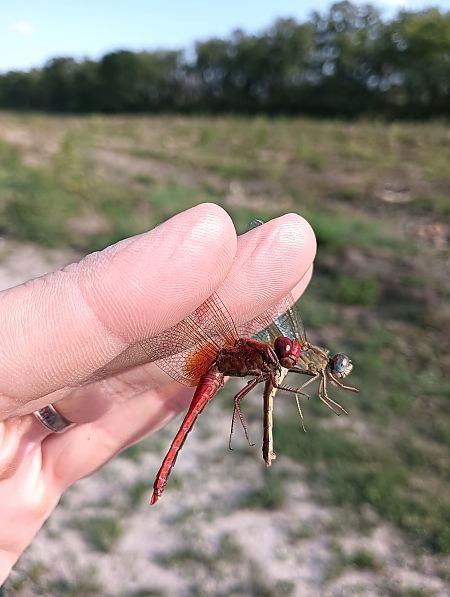 Crocothemis erythraea  - Fausto Leandri