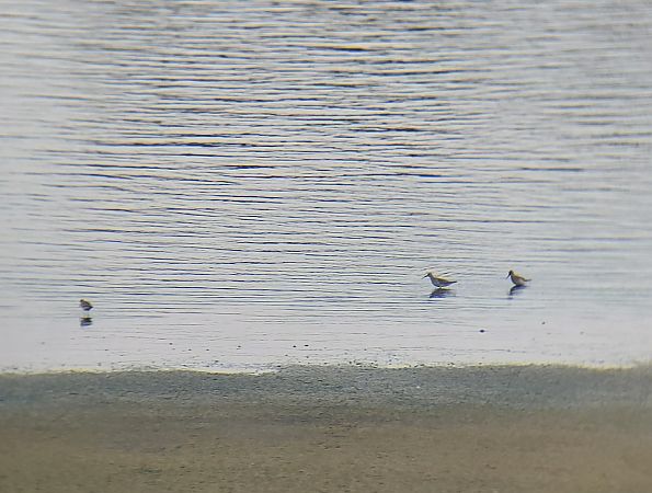 Curlew Sandpiper 