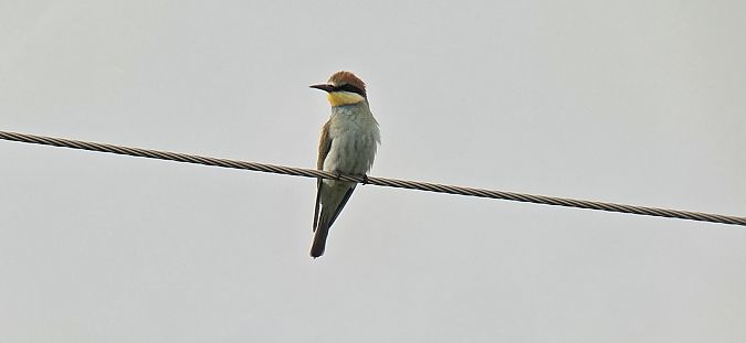 European Bee-eater  - Sebastian Watras
