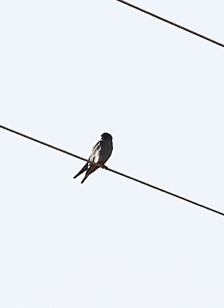 Red-footed Falcon  - Przemysław Kopacz