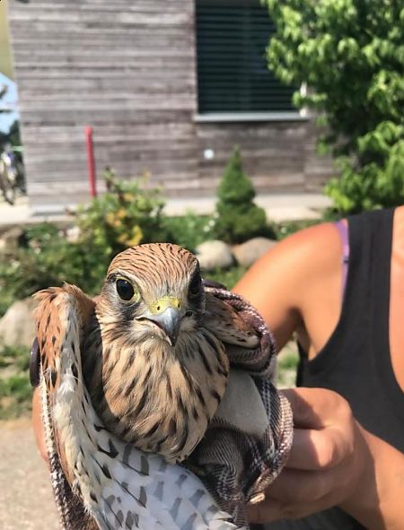 Common Kestrel  - Anonymous