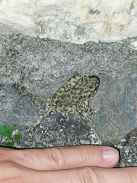 Rospo smeraldino (tutte le specie)  - Giulio Polo (FVG)