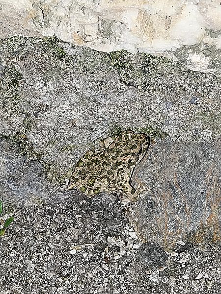 Rospo smeraldino (tutte le specie)  - Giulio Polo (FVG)