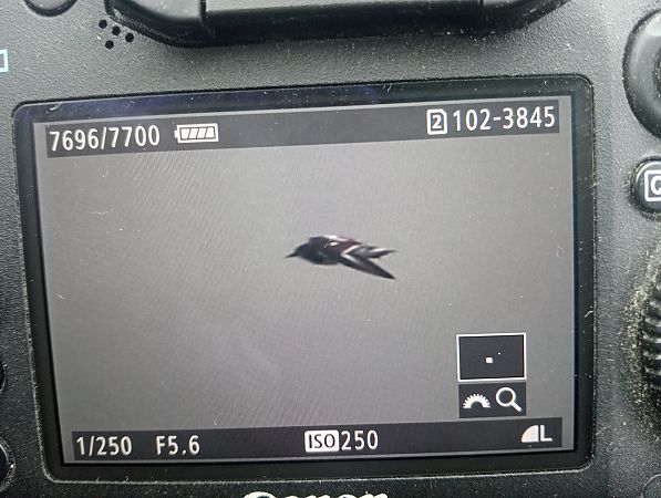 kamusznik  - Marcin Kuźma