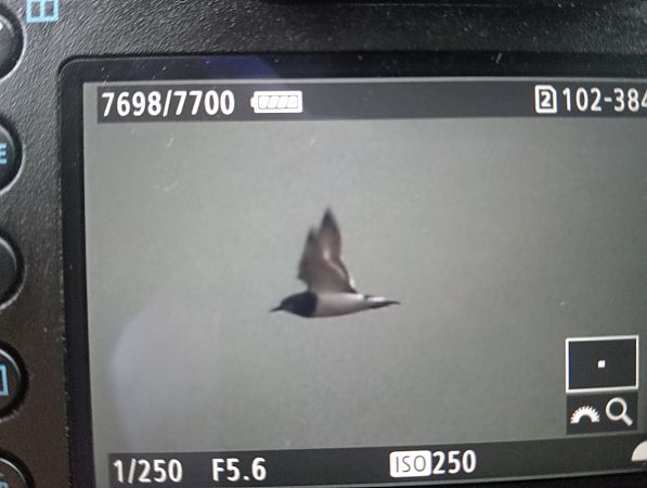 kamusznik  - Marcin Kuźma