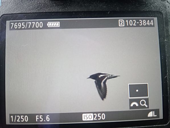 Steinwälzer  - Marcin Kuźma