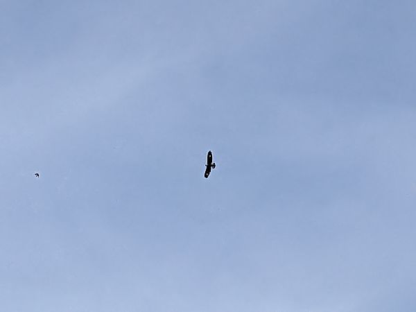 Aquila reale  - Michael Baumgartner