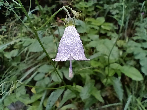 Adenophora liliifolia  - Alexandra Cfr Mareschi (FVG)