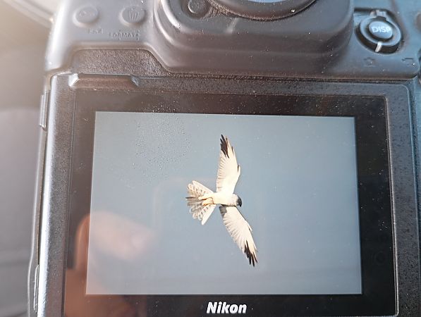 Steppenweihe  - Rafał Fudalej