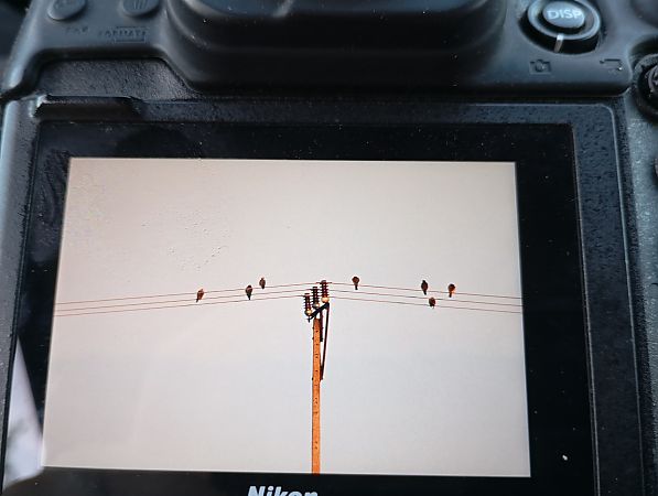 kobczyk  - Rafał Fudalej