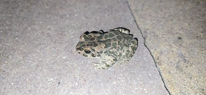 Rospo smeraldino (tutte le specie)  - Mirko Enea