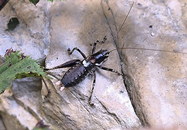 Antaxius pedestris  - Mirko Tomasi