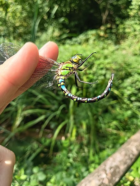 Aeshna cyanea  - Fausto Leandri