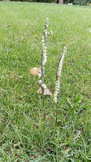 Spiranthes spiralis  - Marta i Dani López Bernat