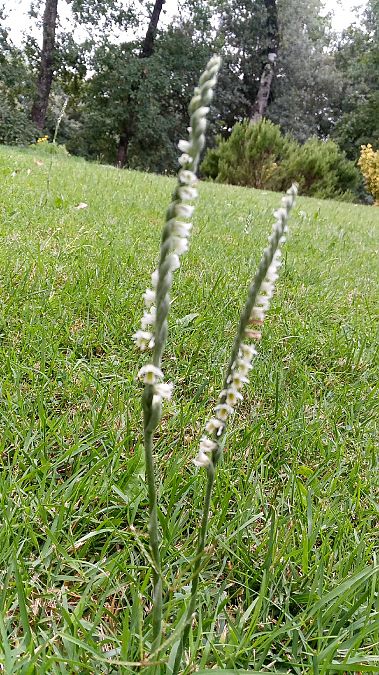 Spiranthes spiralis  - Marta i Dani López Bernat
