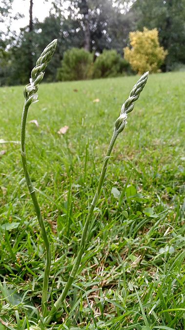 Spiranthes spiralis  - Marta i Dani López Bernat