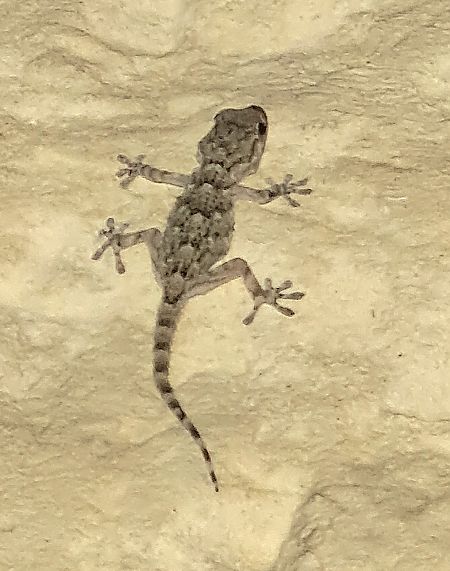 Mauergecko  - Fabrizio Florit (FVG)