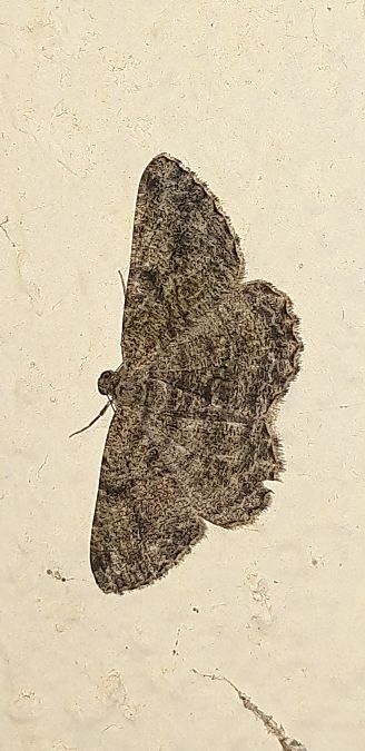 Peribatodes rhomboidaria  - Michele Cento